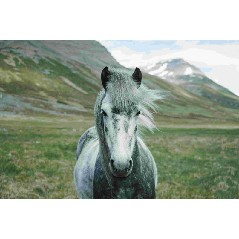 Islande, cheval gris - reproduction sur toile tendue, H 8 po x l 12 po