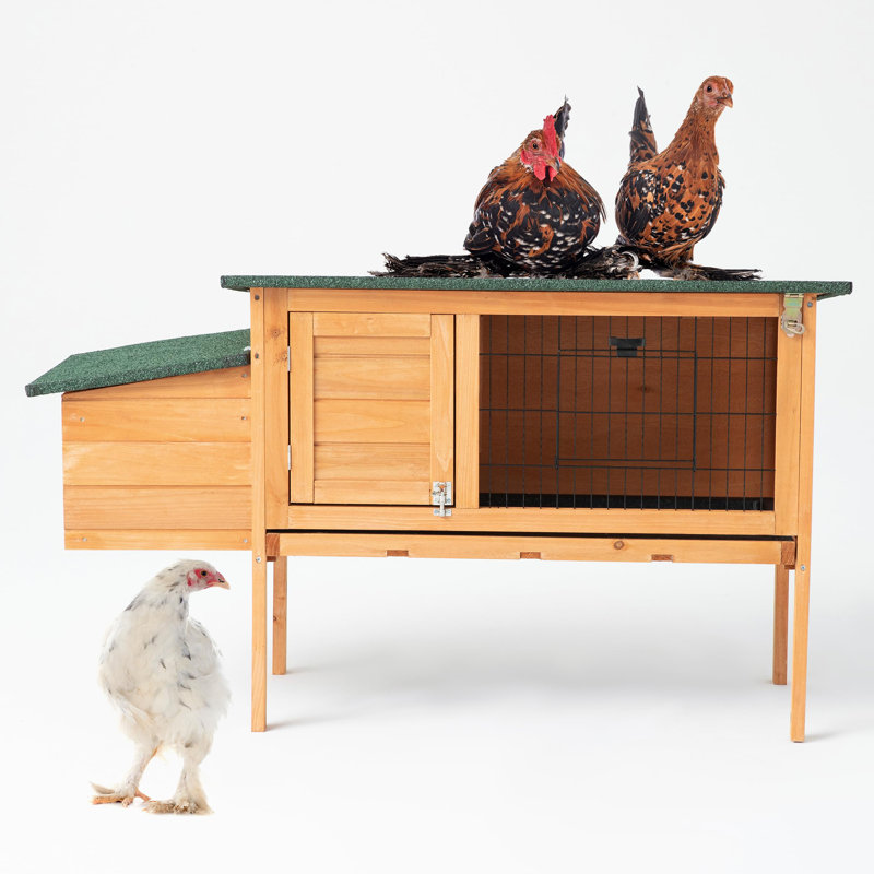 Cage à poules en bois pour l'extérieur avec cage à nid