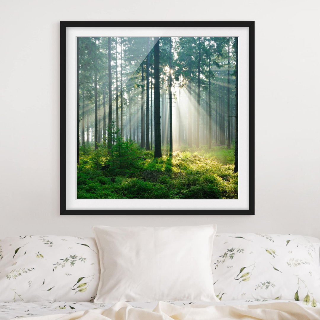 Gerahmtes Poster Beleuchteter Wald