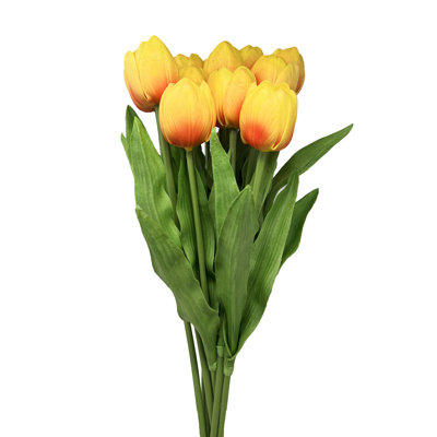 Tiges de tulipes