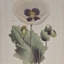 Ensemble de 4 impressions sur toile encadrées Botanical Illustration