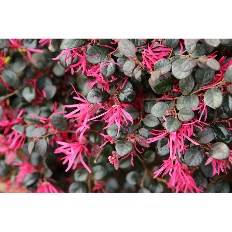 Loropetalum Chinense Var Rubrum by Tc397 - No Frame Print on Canvas, 30cm H x 46cm W