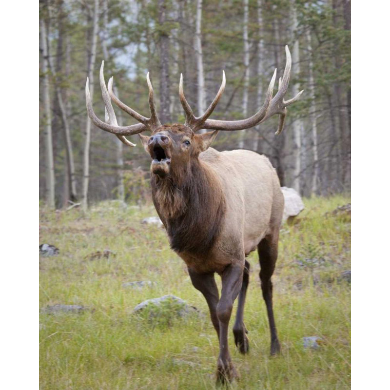 «Dakota Fields Paulson», art sur toile tendue Don, Canada, Alberta, parc national Jasper, H 24 po x l 20 po