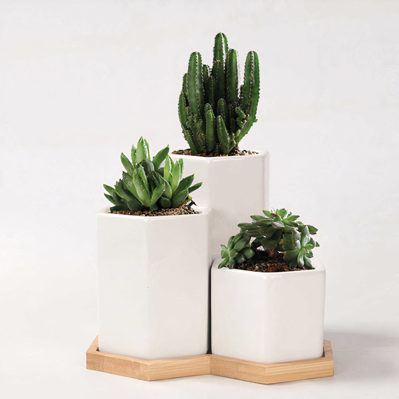 Jhasmine Ceramic Pot Planter