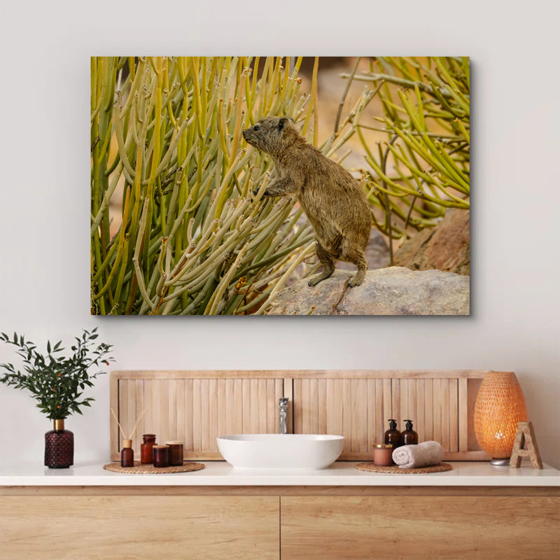 Selective Focus of Rock Hyrax, 8" H x 12" W