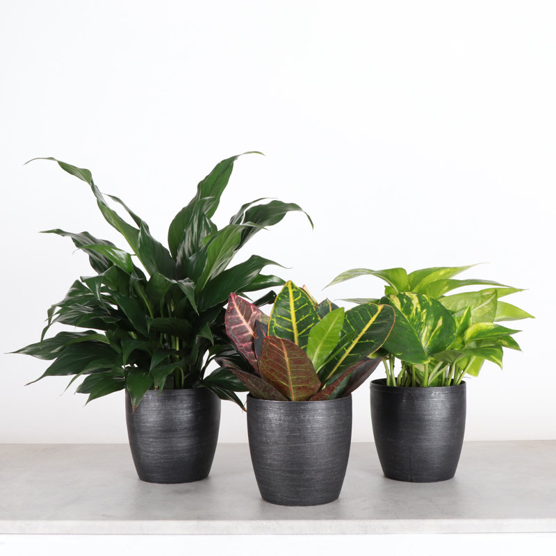 Plant in Pot, Black