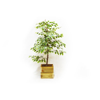 150cm Faux Birch Tree in Wood Planter