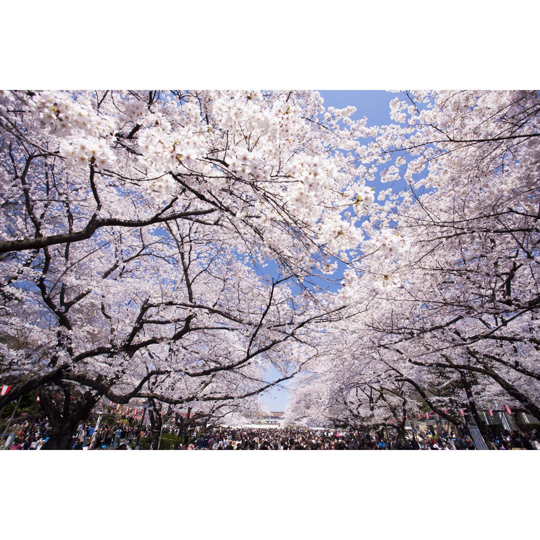 Cherry Trees With Blossoming Flowers In Ueno Park by Y-Studio - Wrapped Canvas Print