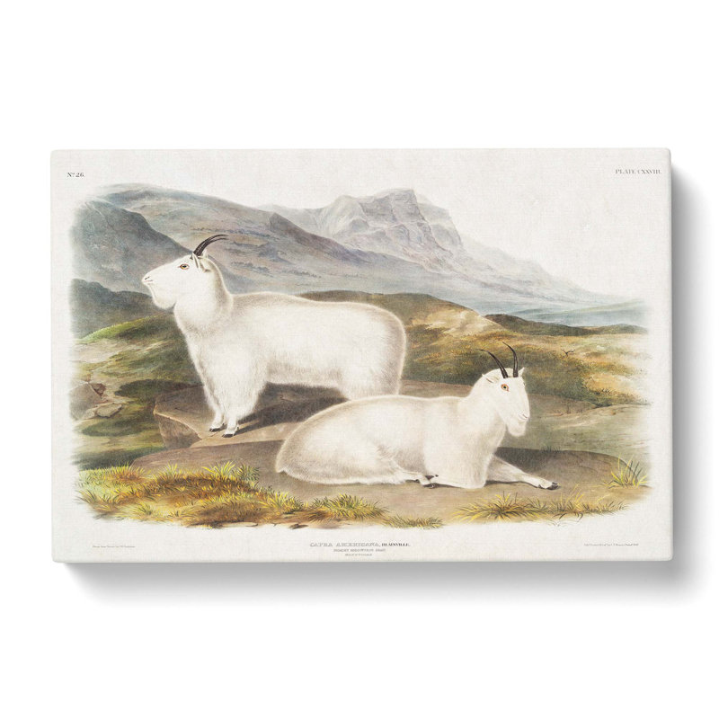 Rocky Mountain Goats by J.W. Audubon - Wrapped Canvas, 40cm H x 60cm W x 3cm D
