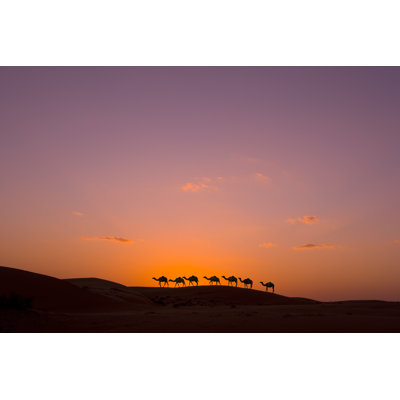 Camel Standing To His Full Height, Using For Tourist Trips To Hurghada, Egypt by Blueximages - Wrapped Canvas Print