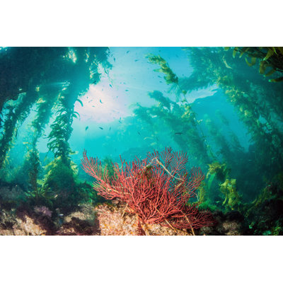 " Catalina Island Scuba Diving " by Divepic