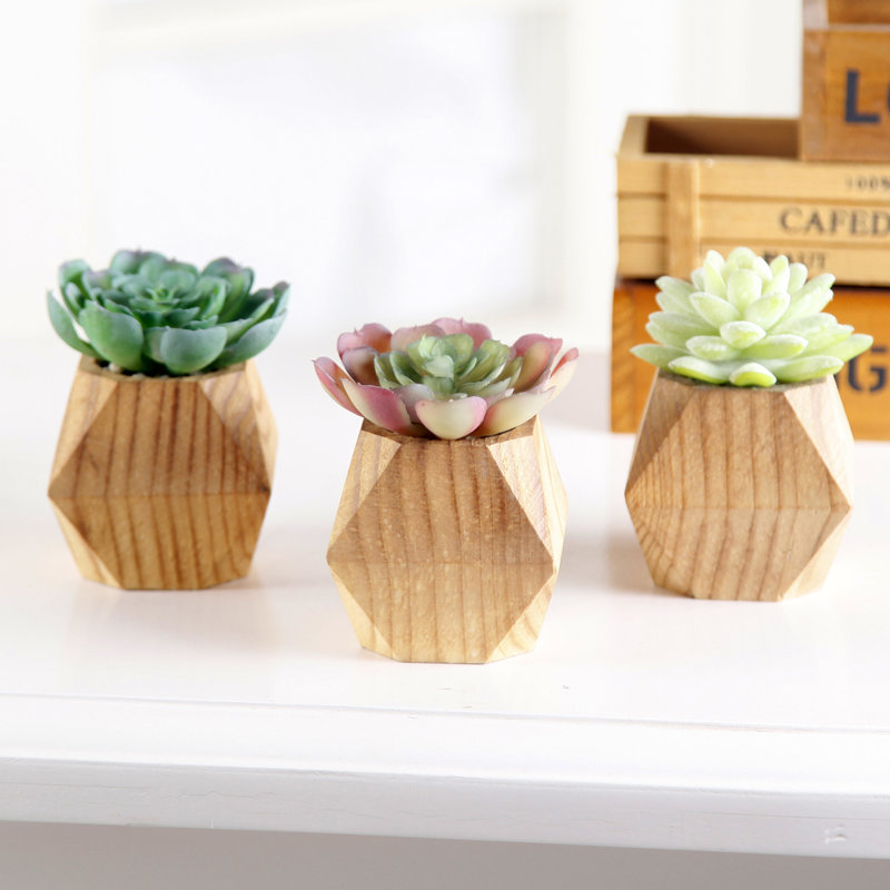 Ensemble de 3 succulent plante en pot