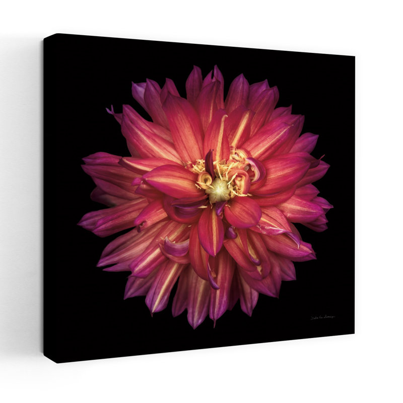 Dahlia III, art floral contemporain Dahlia, H 18 po x l 18 po
