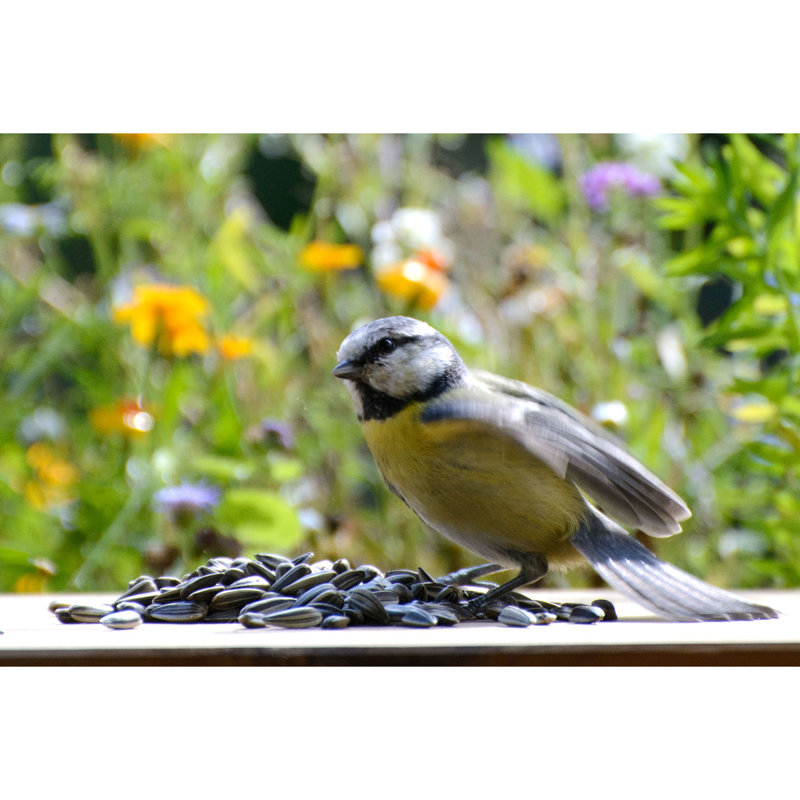 Amillianna Sunflower Seeds Bird Seed