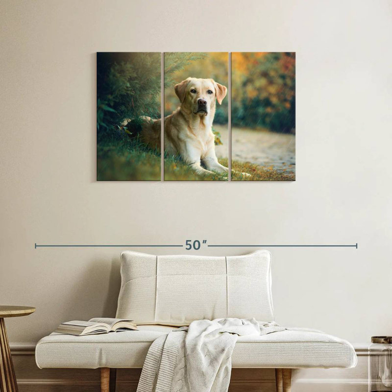 Brampt Labrador Retriever Mix, H 24 po x l 38 po