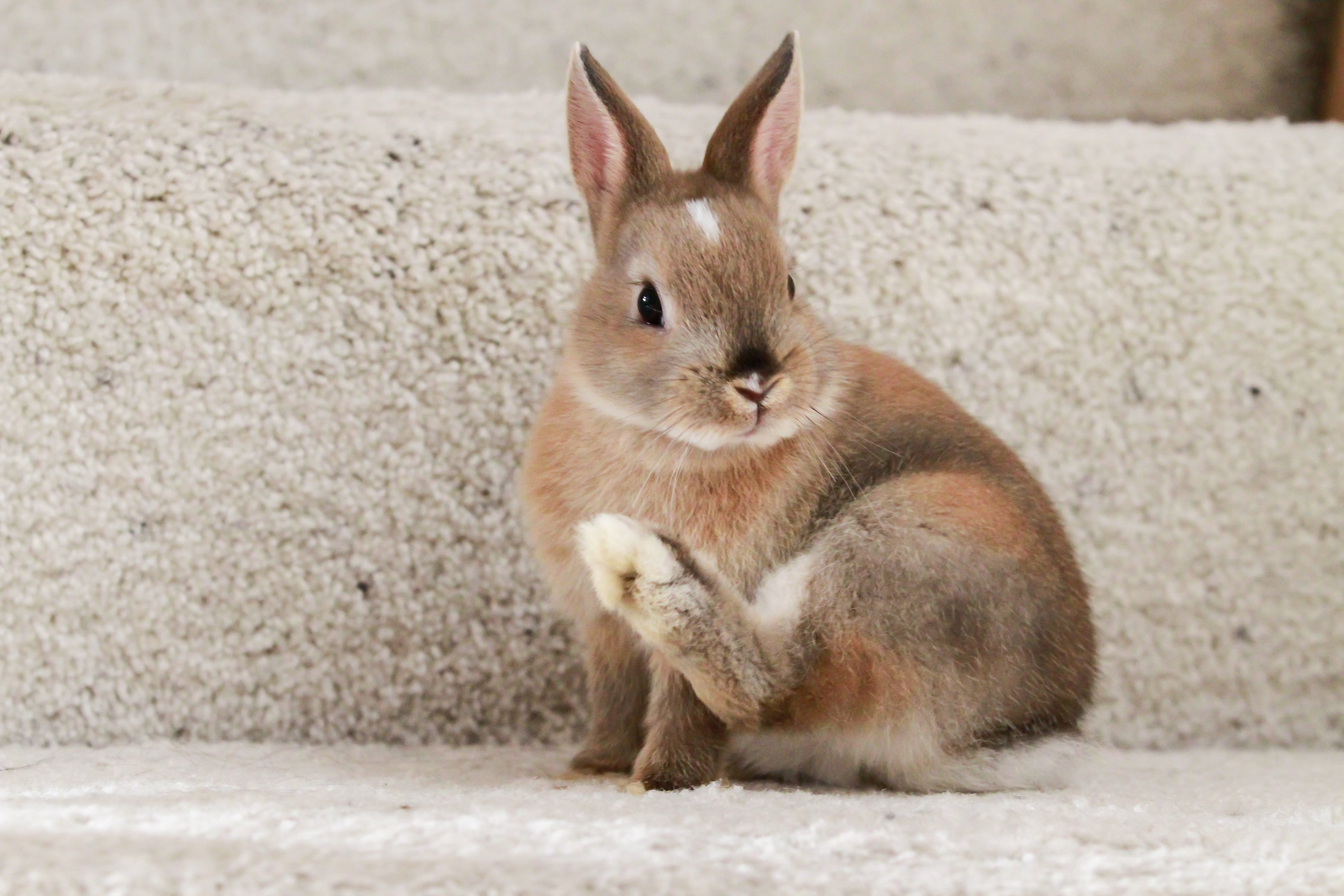 Grey Netherland Dwarf Rabbit Baby Bunnies Breeding Netherland
