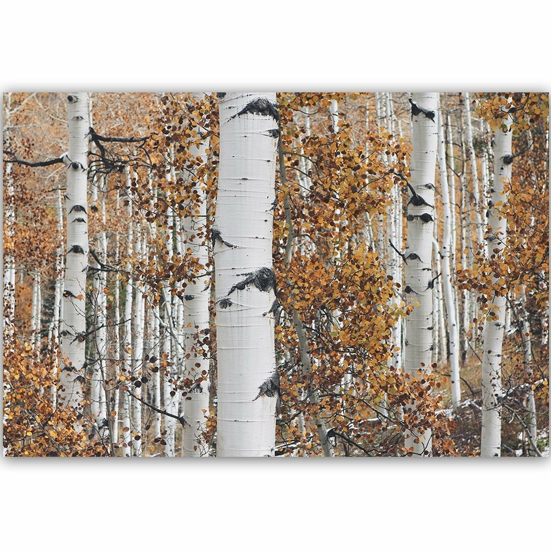 Leinwandbild Birches