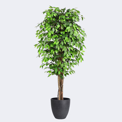 Artificial Ficus Tree & Resin Round Plant Pots with Tray