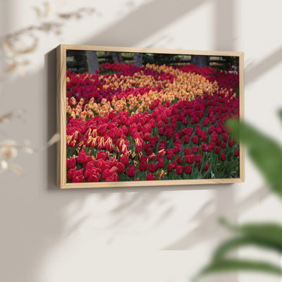 Champ de tulipes II - reproduction encadrée - réarmable