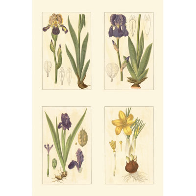 Miniature Botanicals III 1 Piece Wrapped Canvas Wall Art
