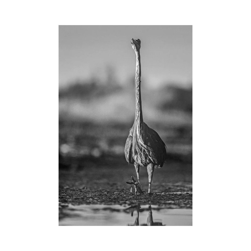 Great Blue Heron wading through water, North America 1 Piece Wall Art on Canvas, 30.48cm H x 20.32cm W