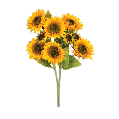 24 po tournesol