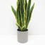 Artificial Sansevieria Snake Plant in Pot-1454465280