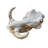 Satnosh Real Warthog Skull - Real Animal Skull (Polished)