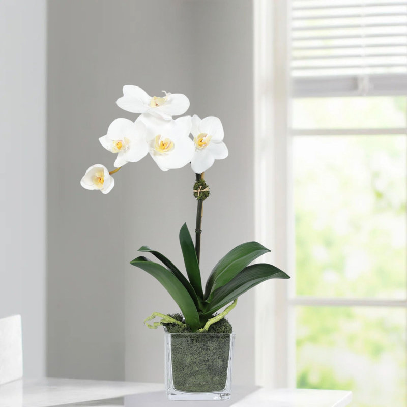 Orchid Arrangement In Square Glass Vase, White