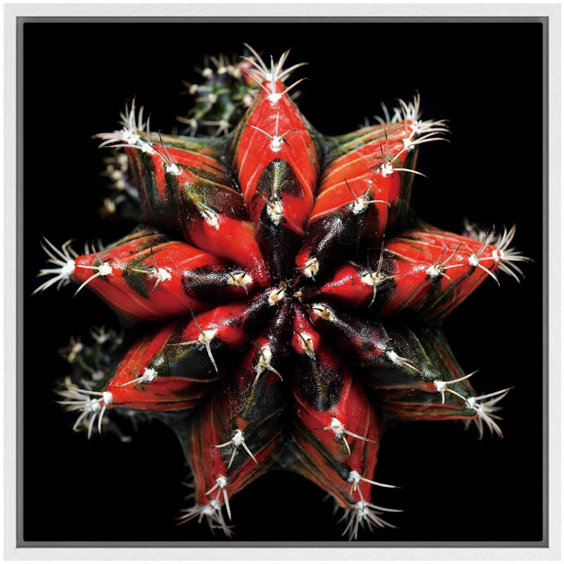 «Red Variegated Flory Cactus Succulent Floral Plants», photographie du Sud-Ouest, gros plan, ultra coloré, reproduction sur toile