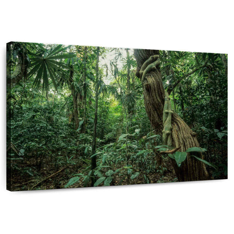 Alvord Monteverde Rainforest