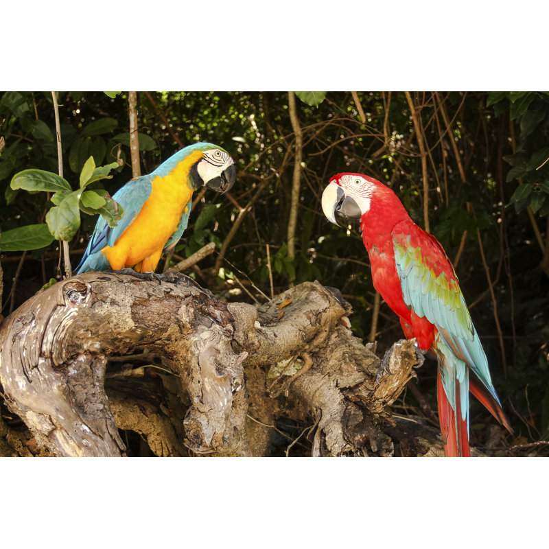 Macao Parrots by Jaguarblanco - Wrapped Canvas Print, 51cm H x 76cm W x 3.8cm D