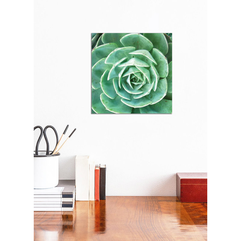Echeveria II by Jairo Rodriguez - Wrapped Canvas Gallery-Wrapped Canvas Giclée, 30.48cm H x 30.48cm W