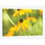 « susan study i », reproduction de photo sur toile-32590334-72143822-72143823