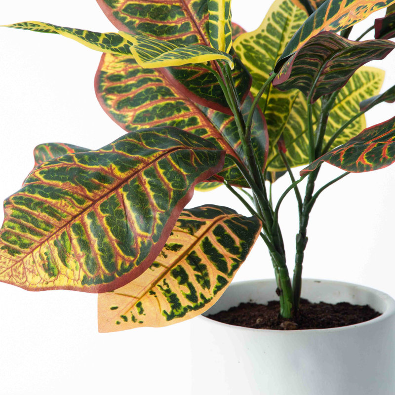 Rainot Croton plante d'intérieur en pot de béton blanc