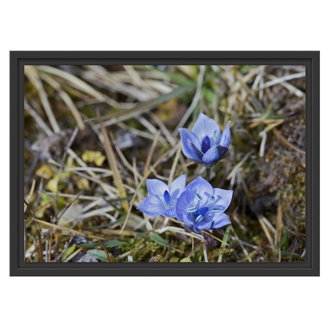 Gerahmtes Wandbild Kleine süße Blaue Blume