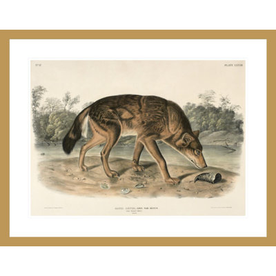 Red Texas Wolf (Canis Lupus) par John James Audubon, impression giclée encadrée