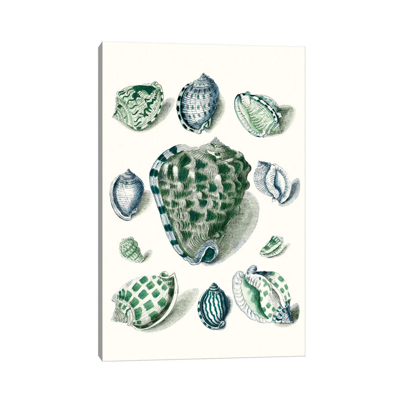 Celadon Shells III by Vision Studio - Wrapped Canvas Painting, 20.32 cm H x 30.48 cm W