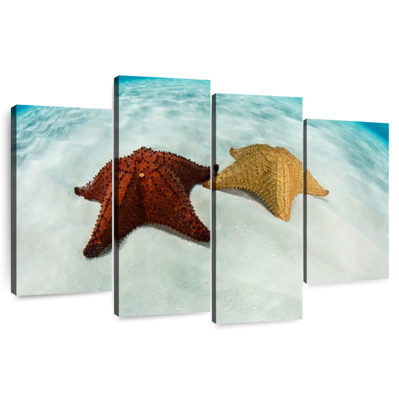 Caribbean Starfish