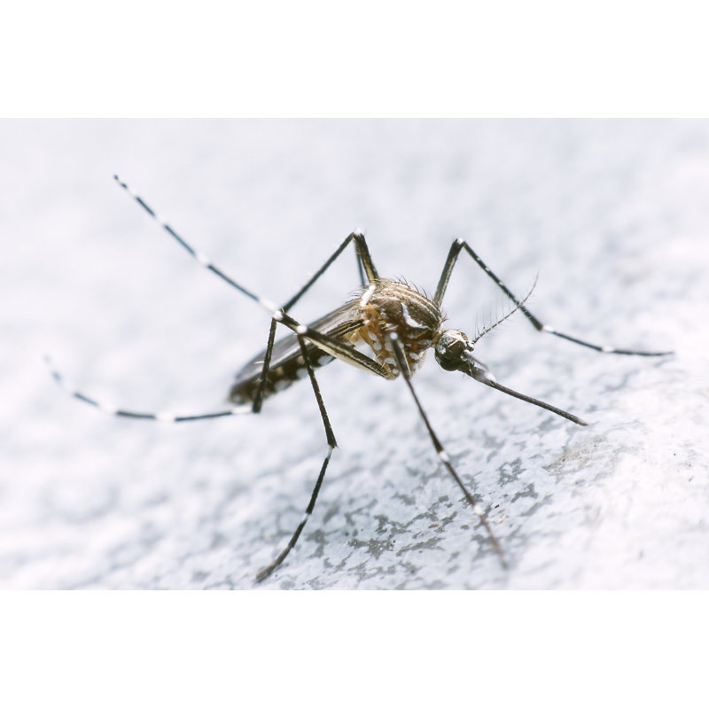 «Fedai Mosquito» sur toile, H 8 po x l 12 po