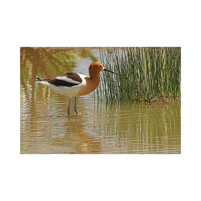 American Avocet by Brian Wolf - Wrapped Canvas Print