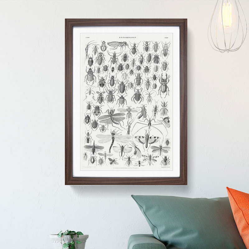 Study of Insects XXXIX by Oliver Goldsmith - Framed Print, 36cm H x 27cm W x 2cm D, Walnut Framed