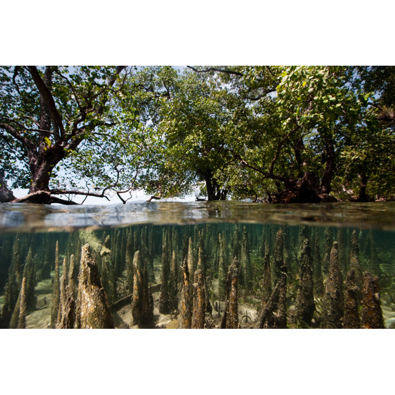 Mangroves at High Tide par Ifish, H 20 po x l 30 po