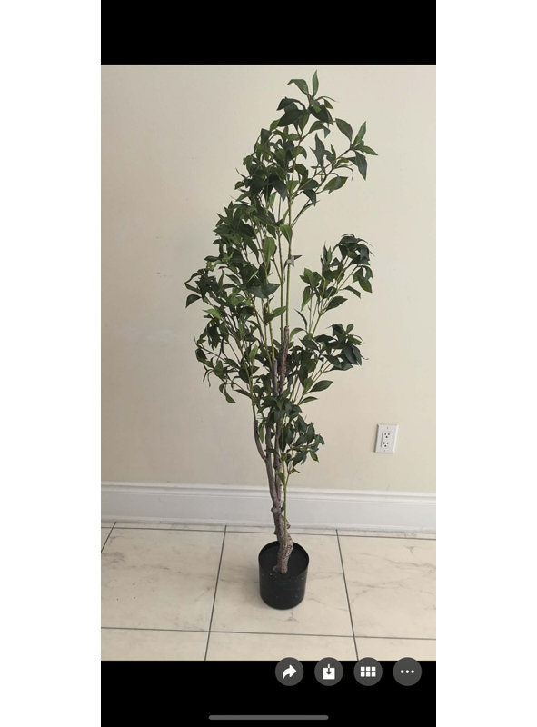 Japanese Pieris Tree, 48" H x 5" W