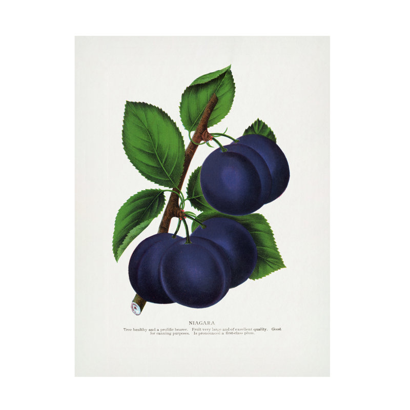 Reproduction d'art sur toile botanique, H 19 po x l 14 po