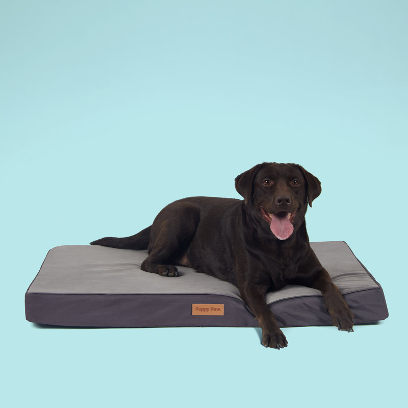 Coussin orthopédique pour chien en mousse viscoélastique classique, Moyen (l 29 po x P 18 po x H 3 po)