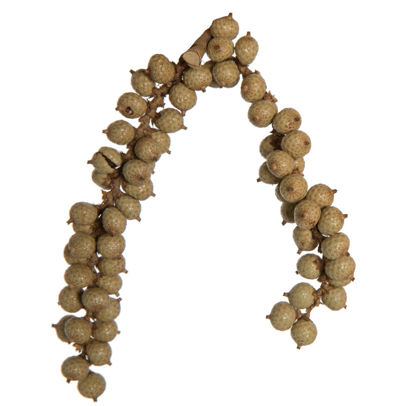 0.75'' Plant