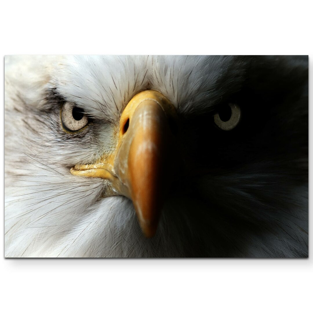 Leinwandbild Portrait eines Weißkopfseeadler