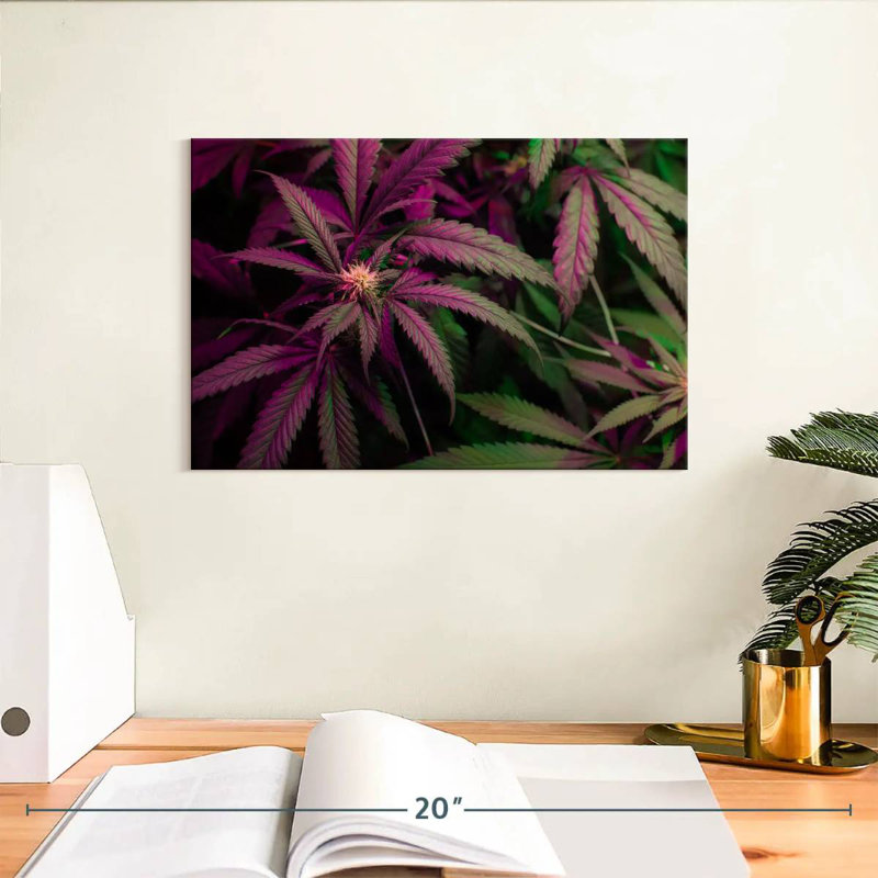 Lavander Marijuana, 8" H x 12" W