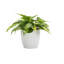 Live Brazil Philodendron Plant in Classic Pot-49662241